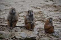 2018 04 08 POURNY Michel Refuge Arche (820)