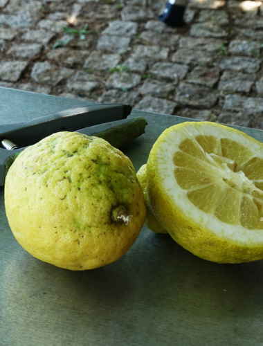 Le citron de Menton (vidéo)